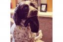 Pet Of The Week: Springer Spaniel Alfie has got shoes for you
