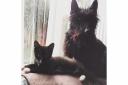Scottish Terrier, Jock, pictured with cat friend, George