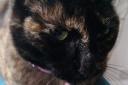 Poppy the tortoisehell cat wakes her owners up for cuddles.