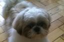 One-year-old Shih Tzu Alfie lives in Birkenhead with owner Kate