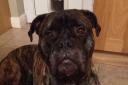 Four-year-old Bullmastiff Henry is scared of small spaces, hoovers and lawn mowers