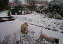 Dogs & Chickens in the Snow!