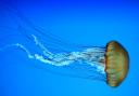 Find out what to do if you are stung by a Portuguese man o' war. (Canva)