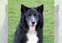 Wirral Globe's dog of the week, Bear, needs your help to find a forever home