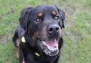 Wirral Globe dog of the week: Beautiful Bruno needs you