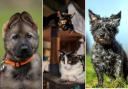 Your favourite photos on National Love Your Pet Day 2024