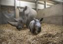 Southern White Rhino celebrates first Mother’s Day with new calf at Knowsley Safari