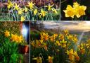 Delightful daffodils around Wirral on St David's Day