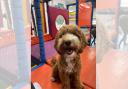 ‘First of its kind’ soft play centre for dogs opens in Wirral