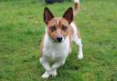 Wirral Globe's dog of the week, Olly, needs your help to find a new home