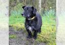 Wirral Globe dog of the week: 'Super sweet' Dusty