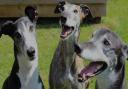 National Greyhound Day meet up to take place in Birkenhead