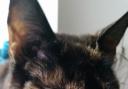 Poppy the tortoisehell cat wakes her owners up for cuddles.