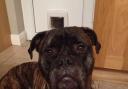 Four-year-old Bullmastiff Henry is scared of small spaces, hoovers and lawn mowers