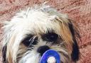 Shih Tzu Woody  lives with mum Theresa in Tranmere.