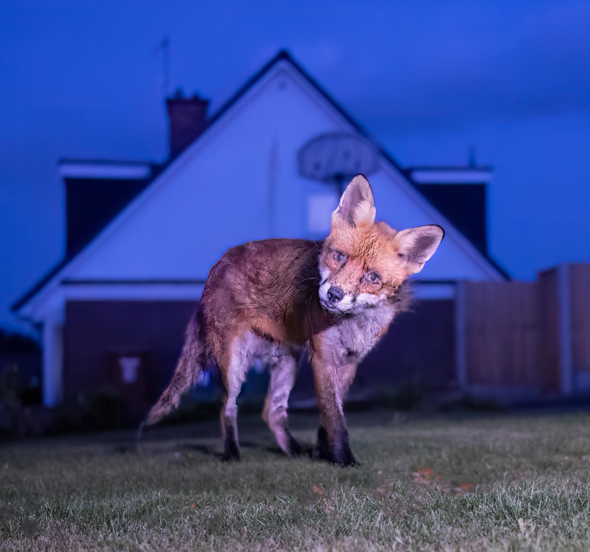 A fox in Ron Thomas front garden checking out the remote-control camera