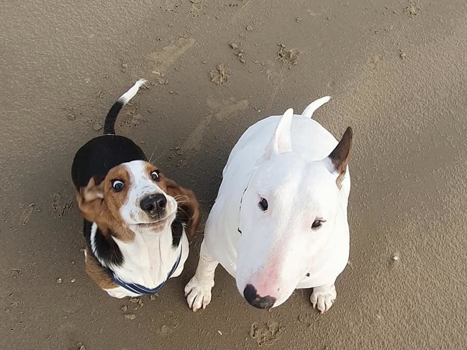 Chester and Nipper