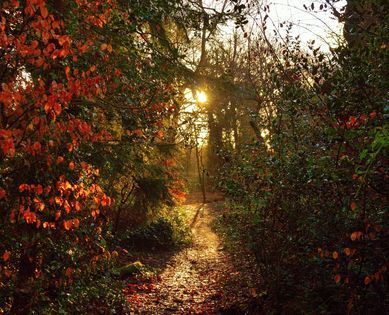 Eastham Woods by Brian Gill