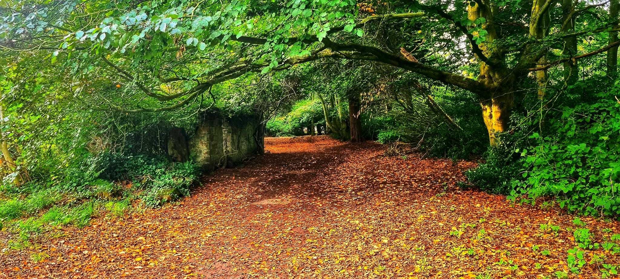 Autumn colours at Arrowe Park by Nigel Boots