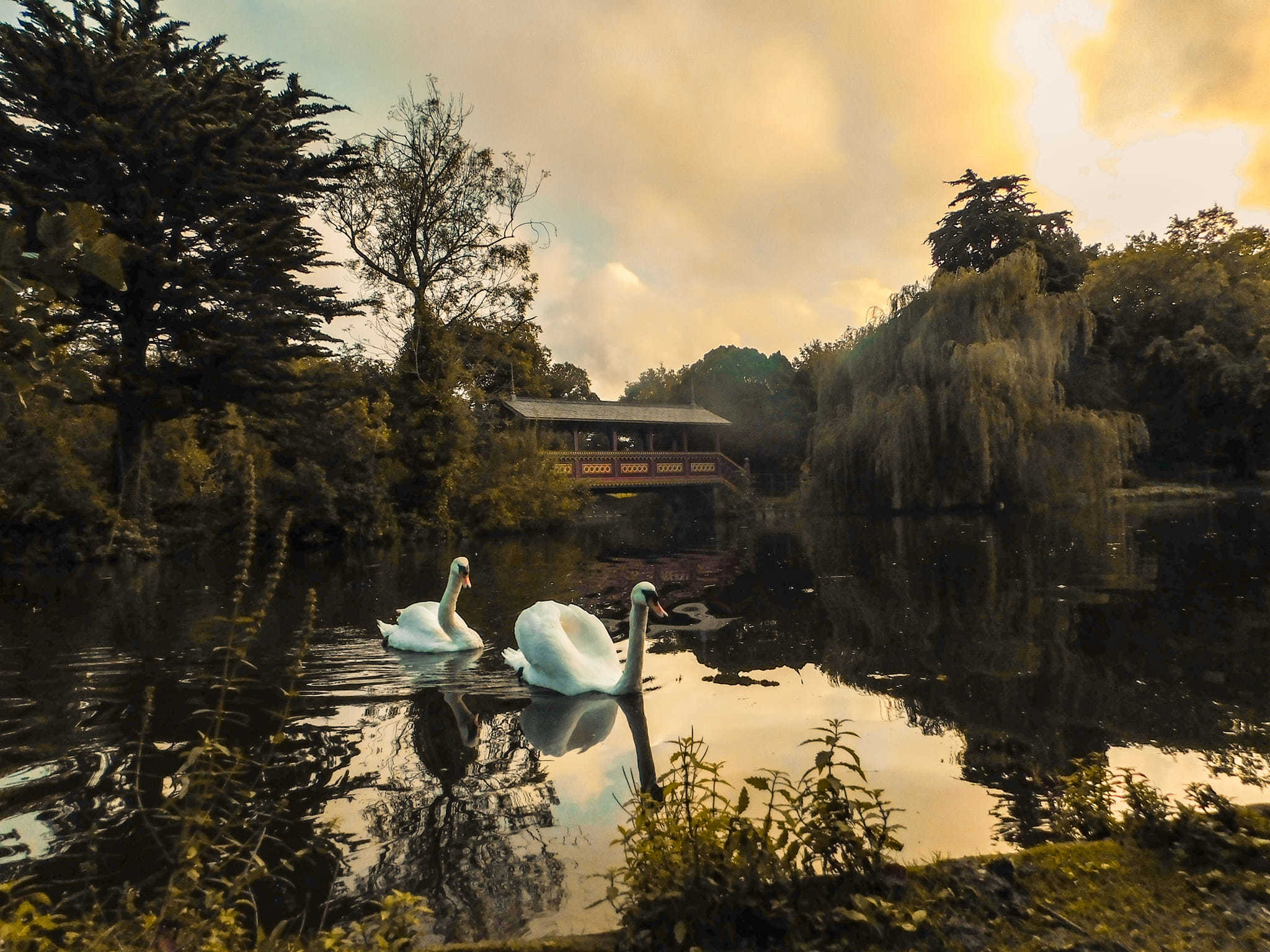 Two swans at Birkenhead Park by Nicola Jayne