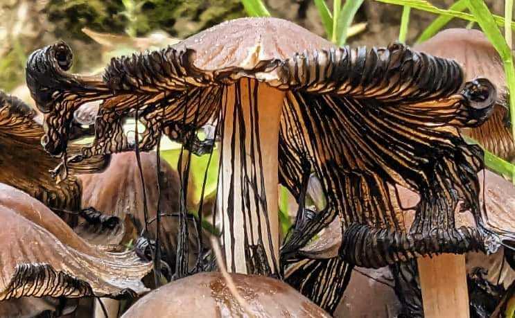 Black inky cap mushrooms by Kimberley Phillips