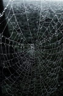 Halloween cobweb by Phil Ish