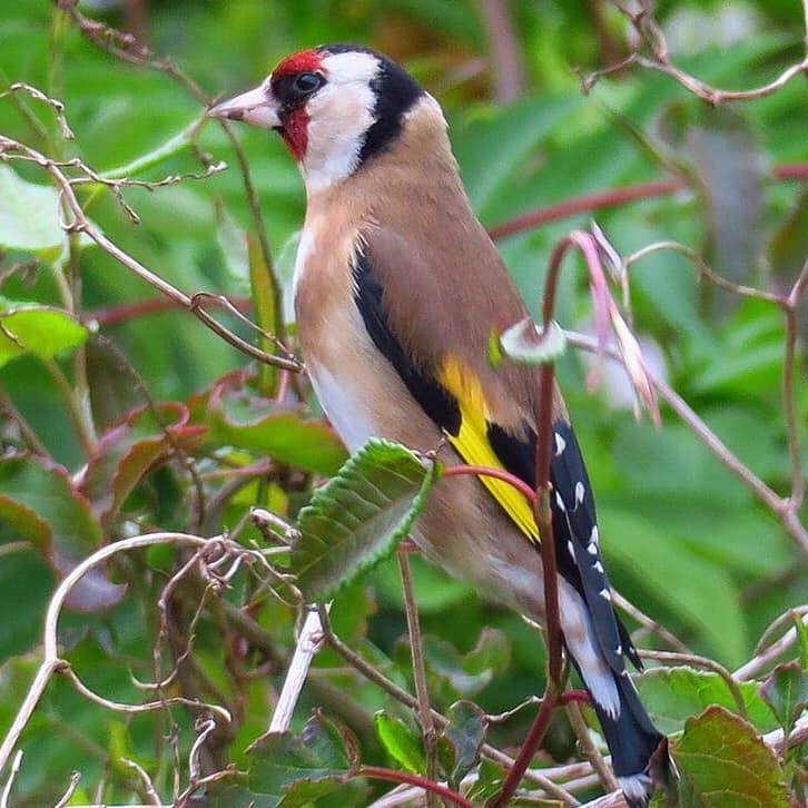 A goldfinch by Ian Mark