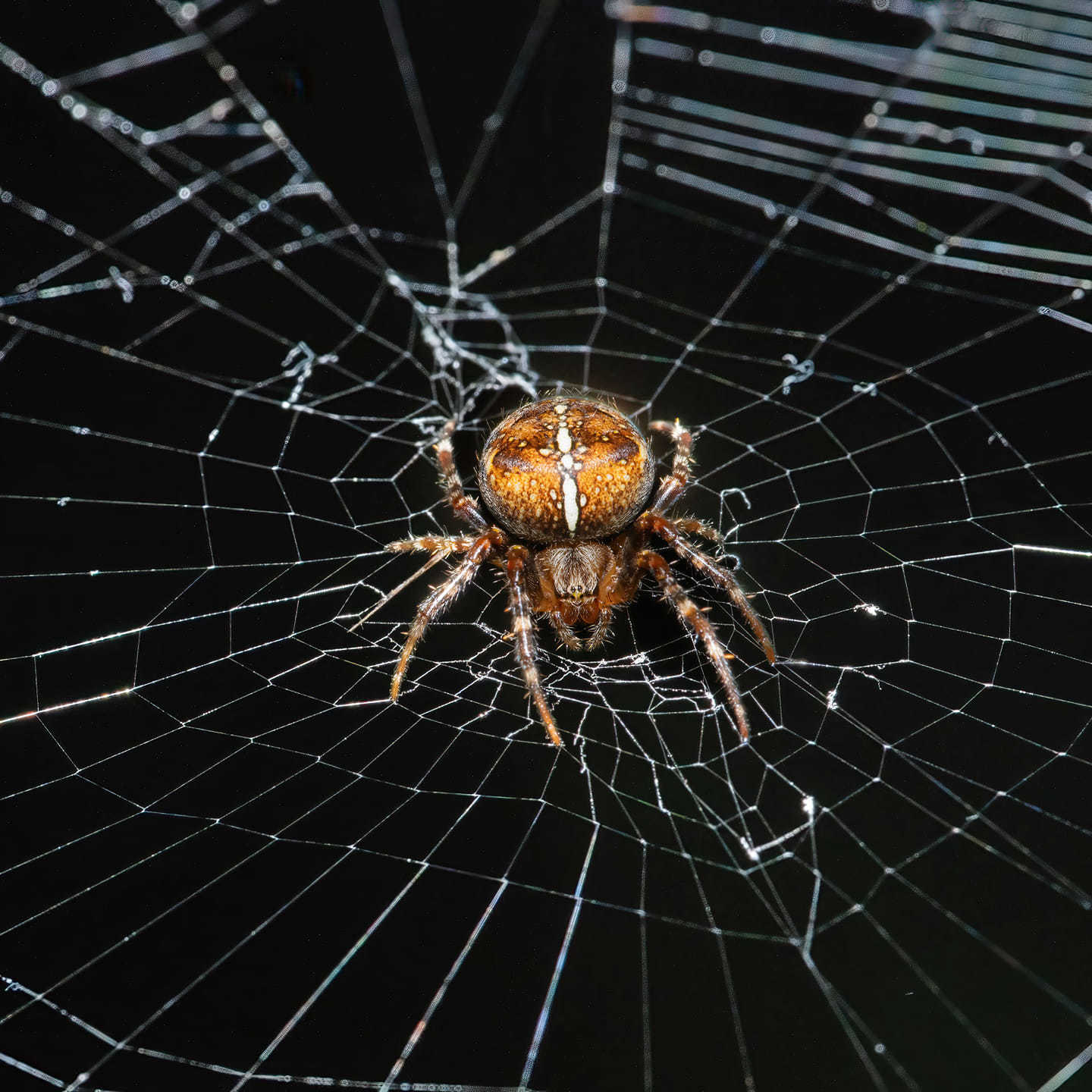 Spooky spider by Richard Bradford