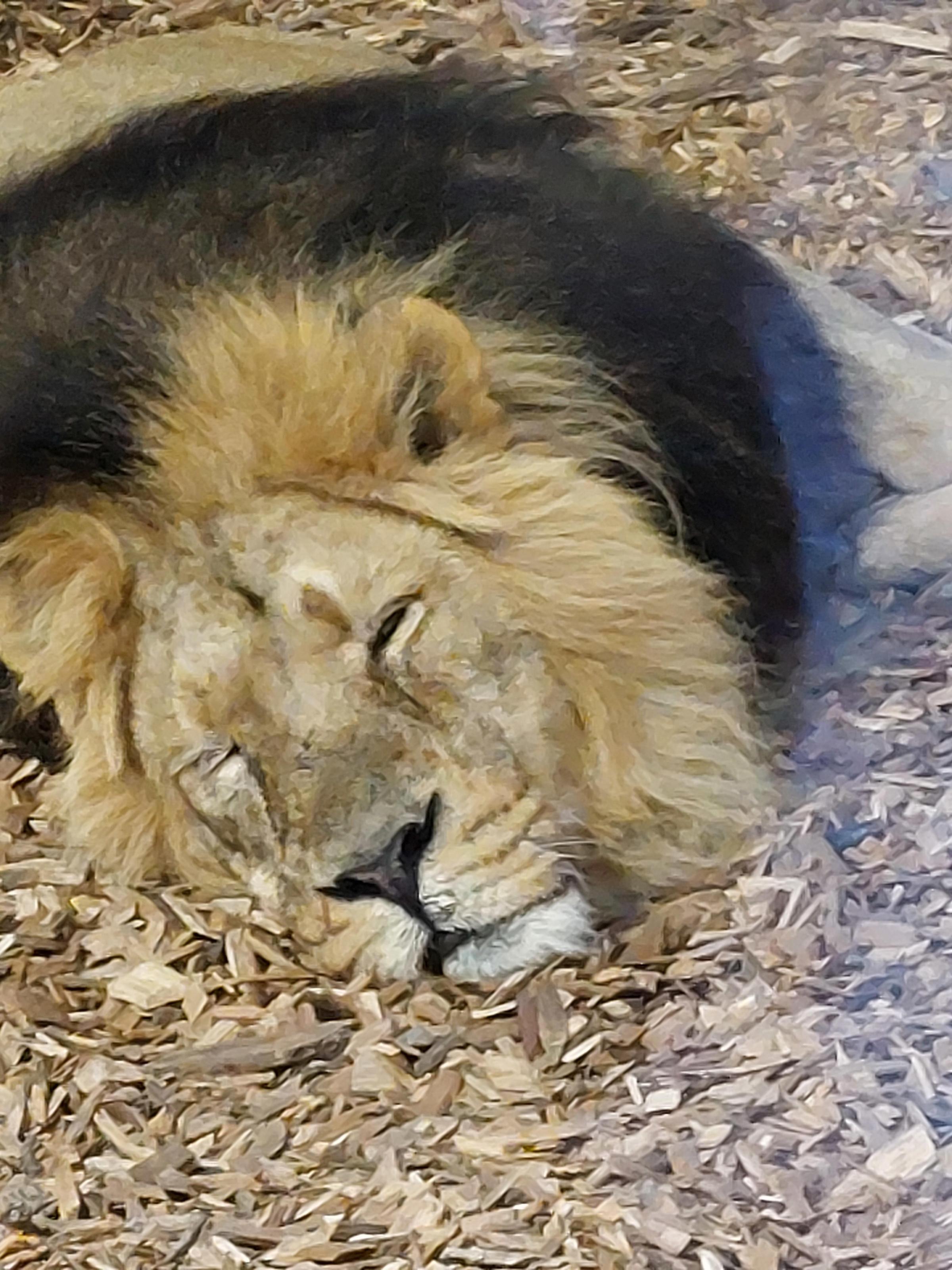 A sleeping lion at Chester Zoo