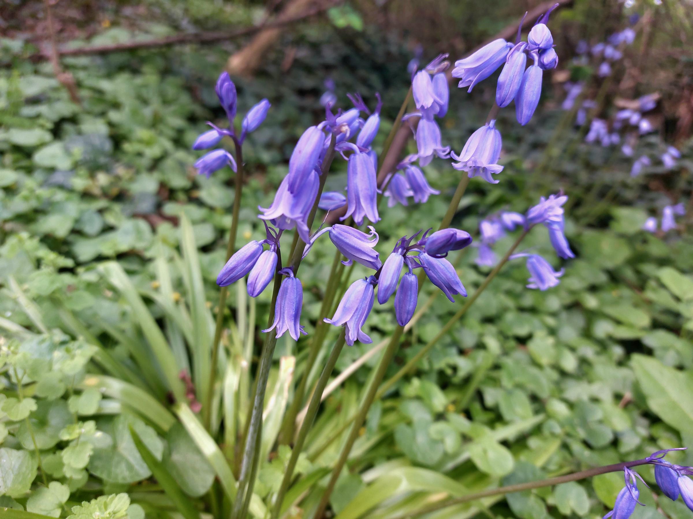 Bluebells in Upton Park