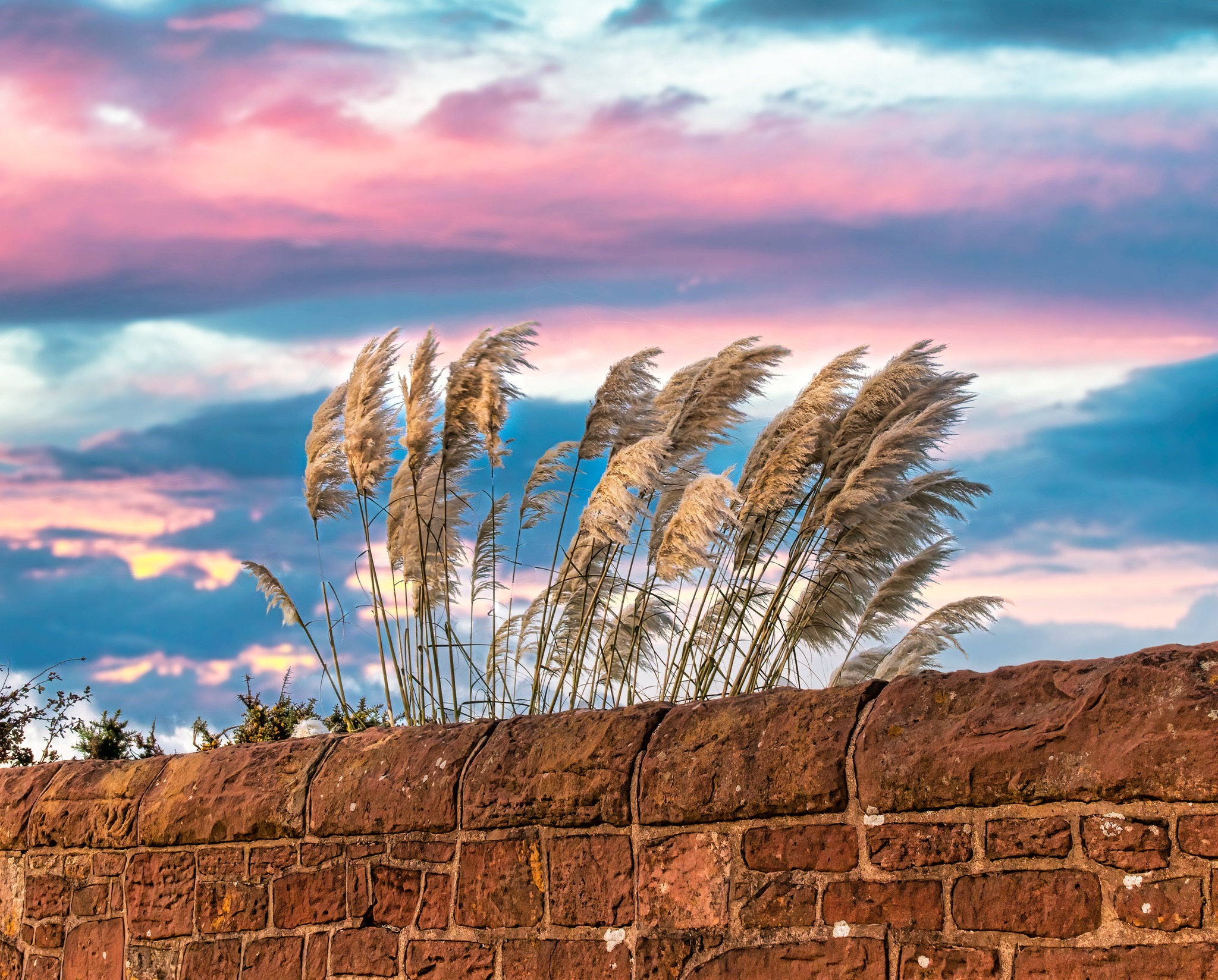 Pampas grass at Red Rocks by David Mansell