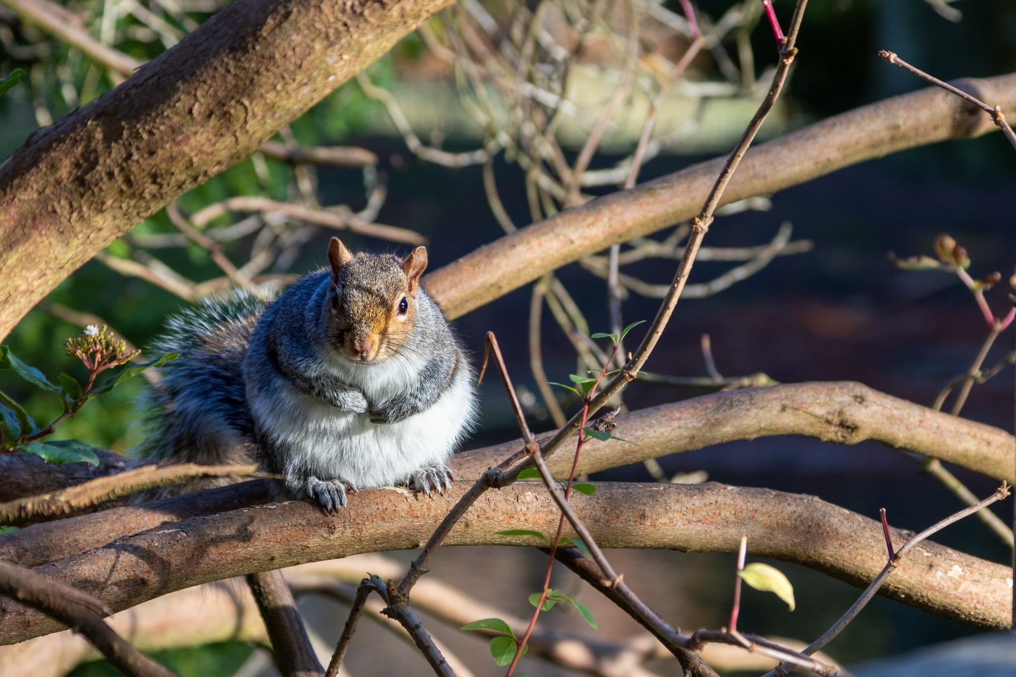 Squirrel nutkin by Tracey Rennie