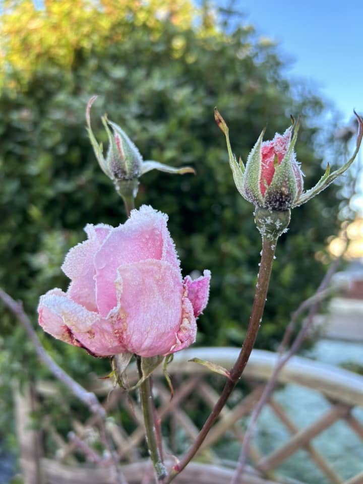 Frozen rose buds by Carol Rivington
