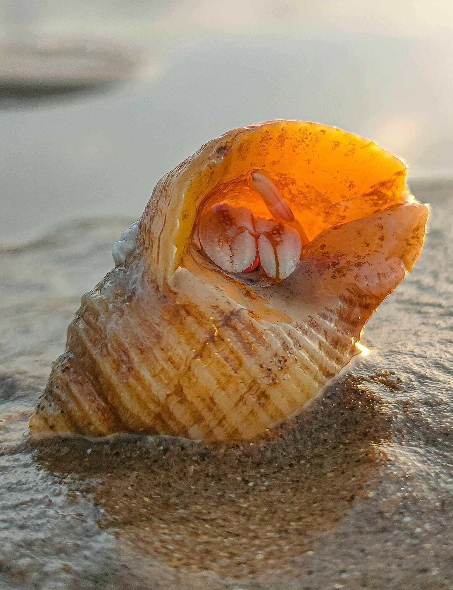 A hermit crab inside a whelk shell by Kimberley Phillips