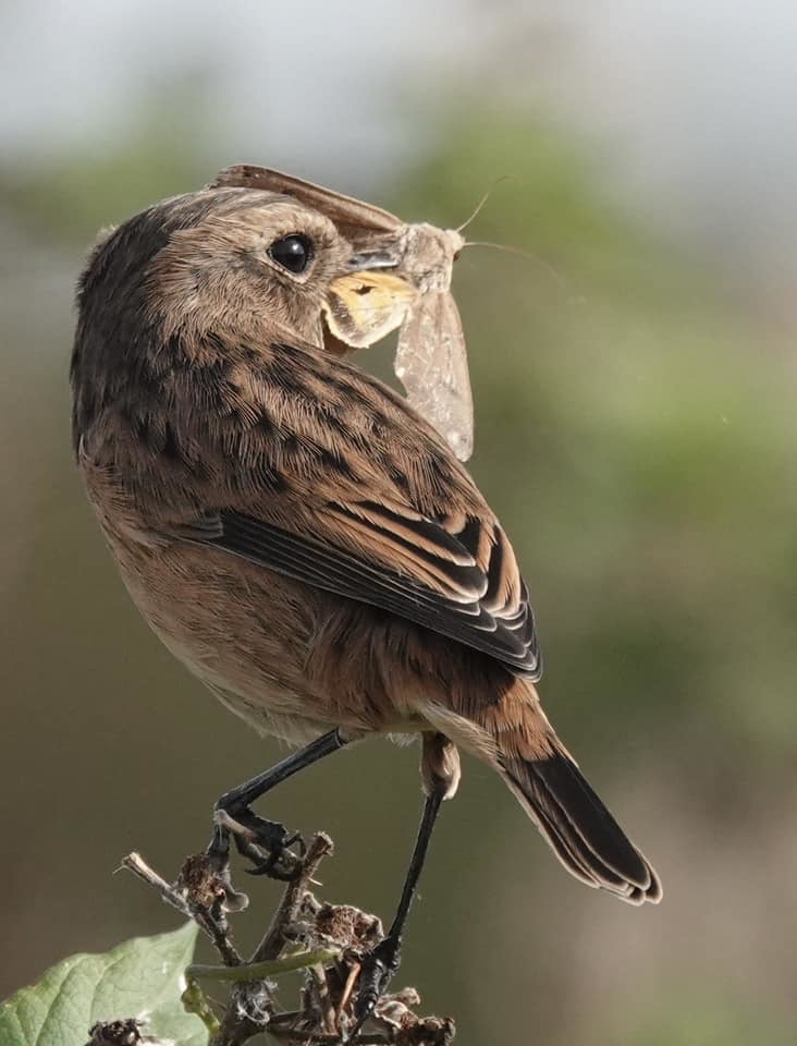A hungry stonechat by Christopher Cureton