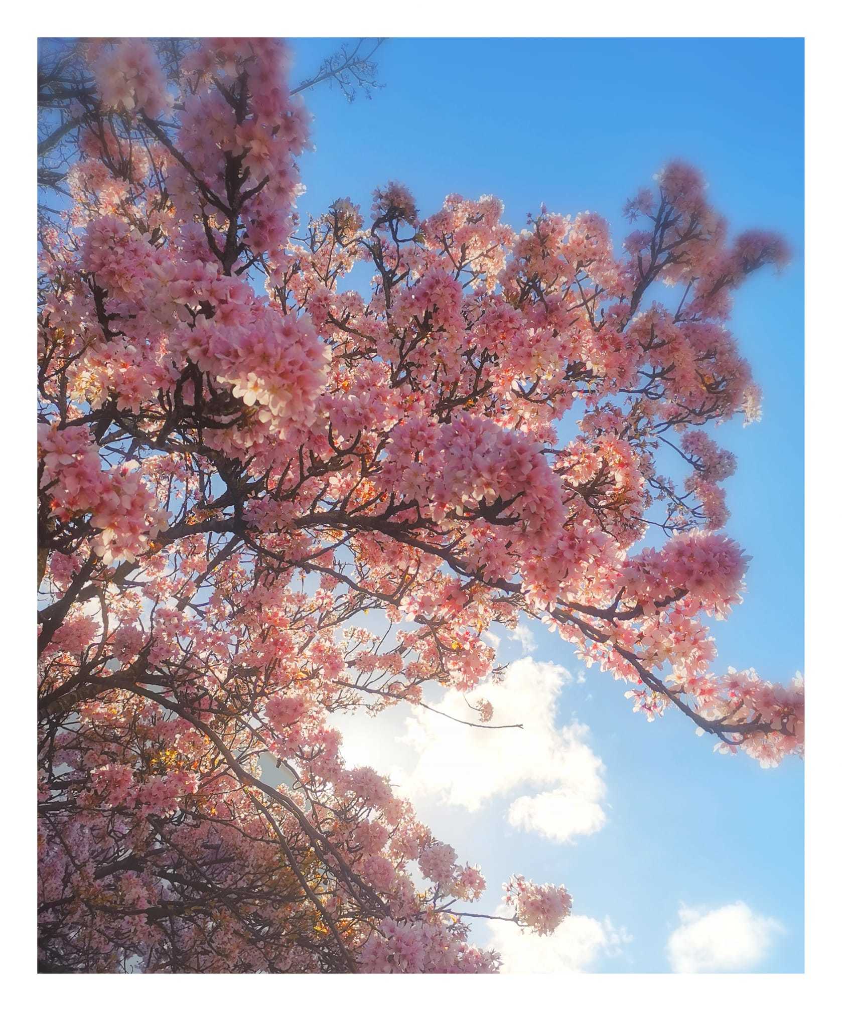 Cherry blossom by Jaqui Ridyard