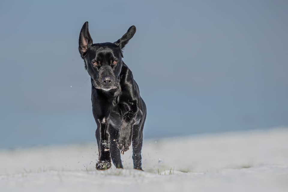 Jasper in the snow by Paul K Jones
