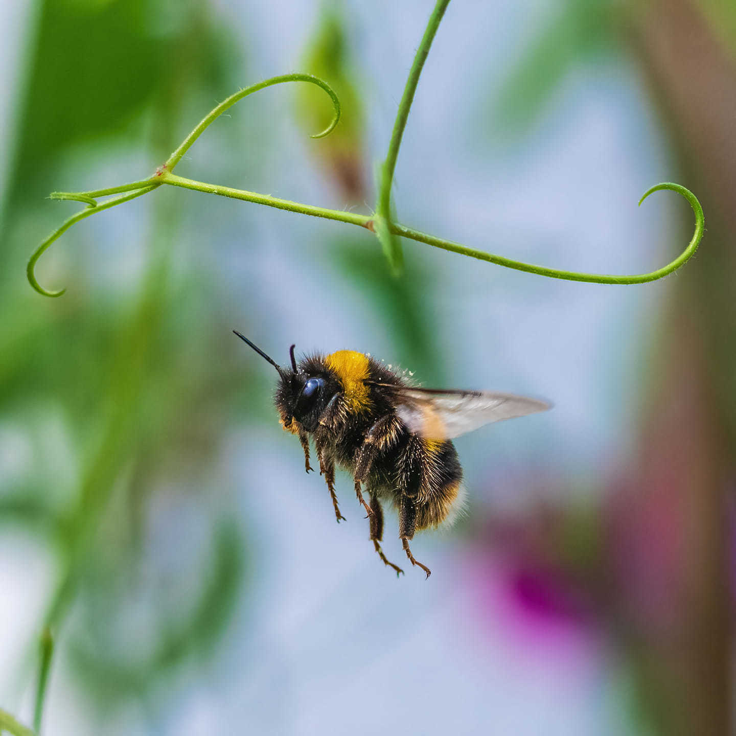 Busy bee by RIchard Bradford