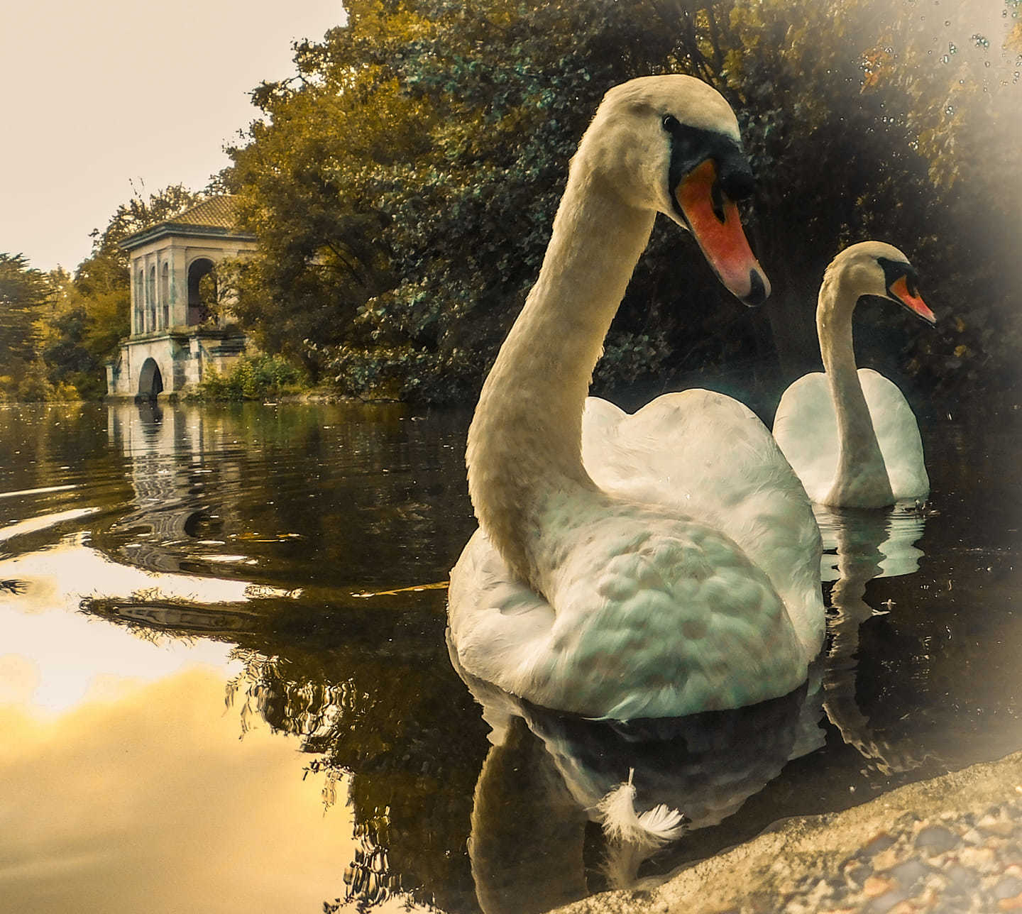 Swan lake in Birkenhead Park by Nicola Jayne