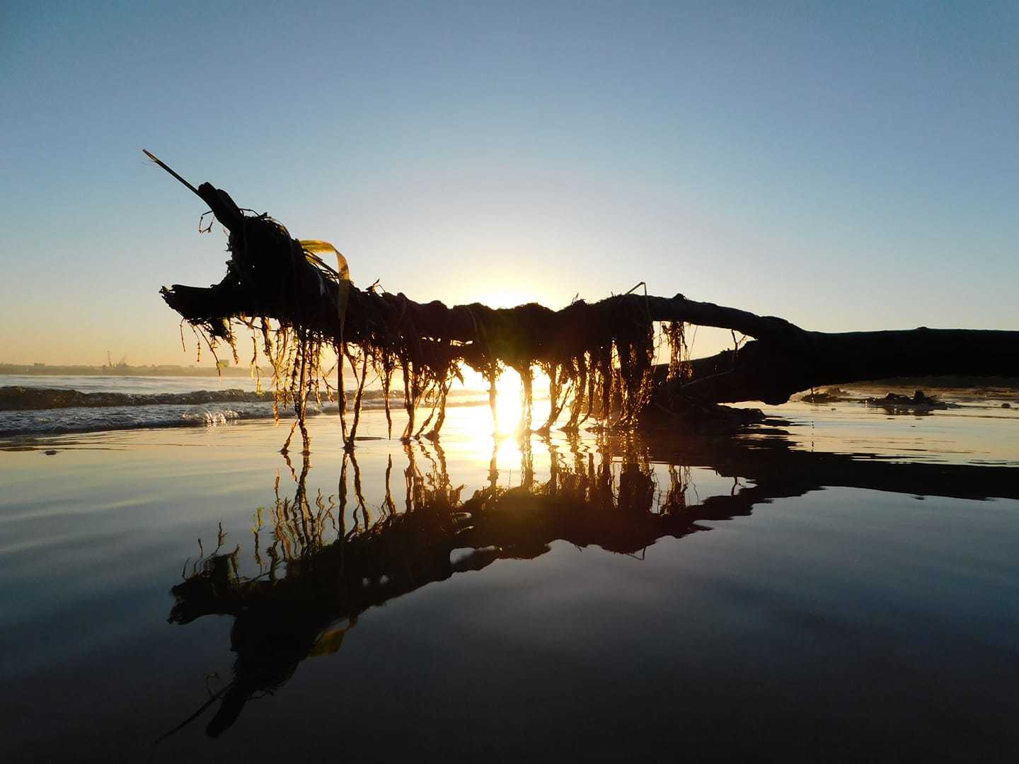 Old driftwood at the start of a new day by Nicola Jayne