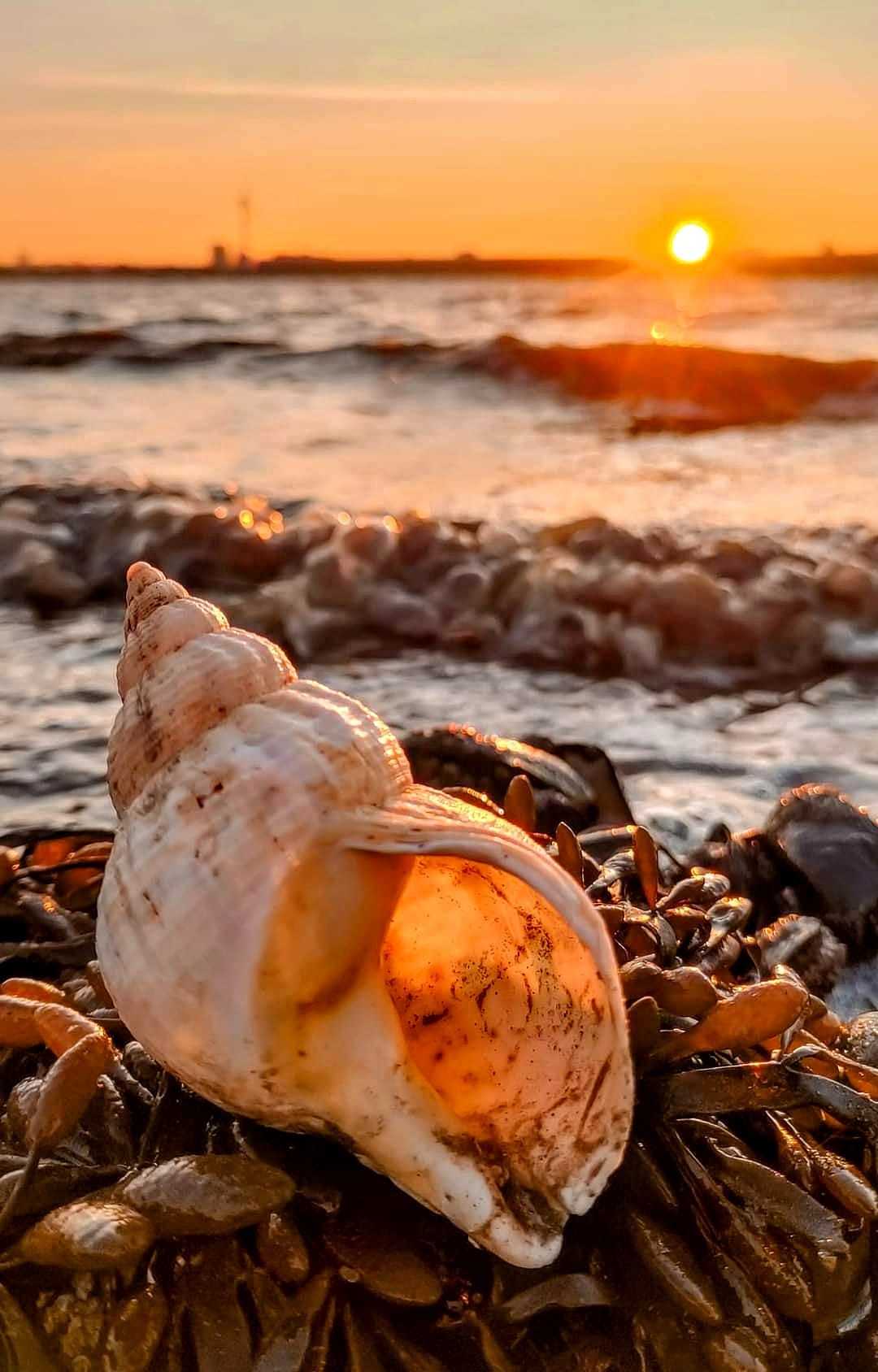 Old shell on a new day by Kimberley Phillips