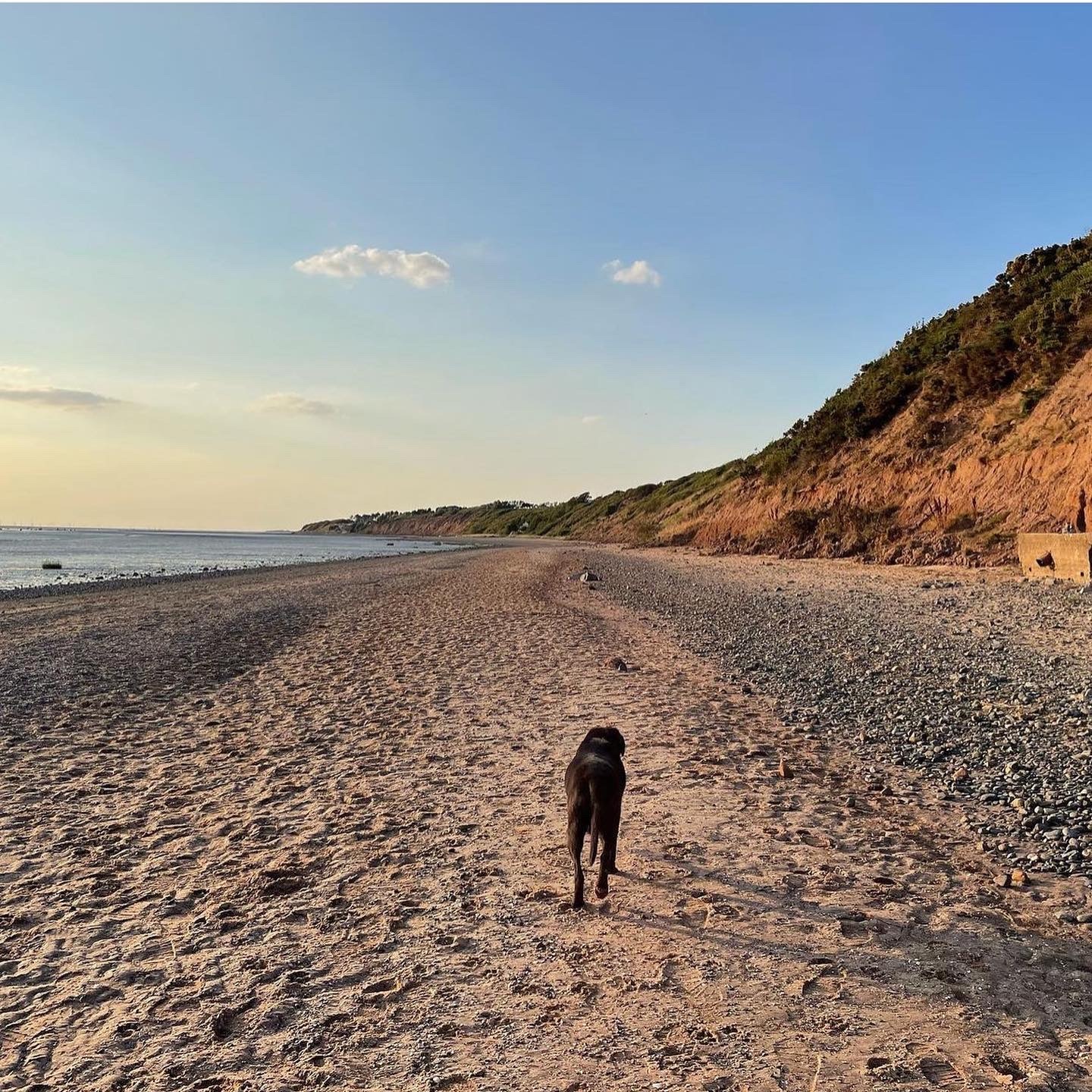 Ollie taking a stroll along Thurstaton beach