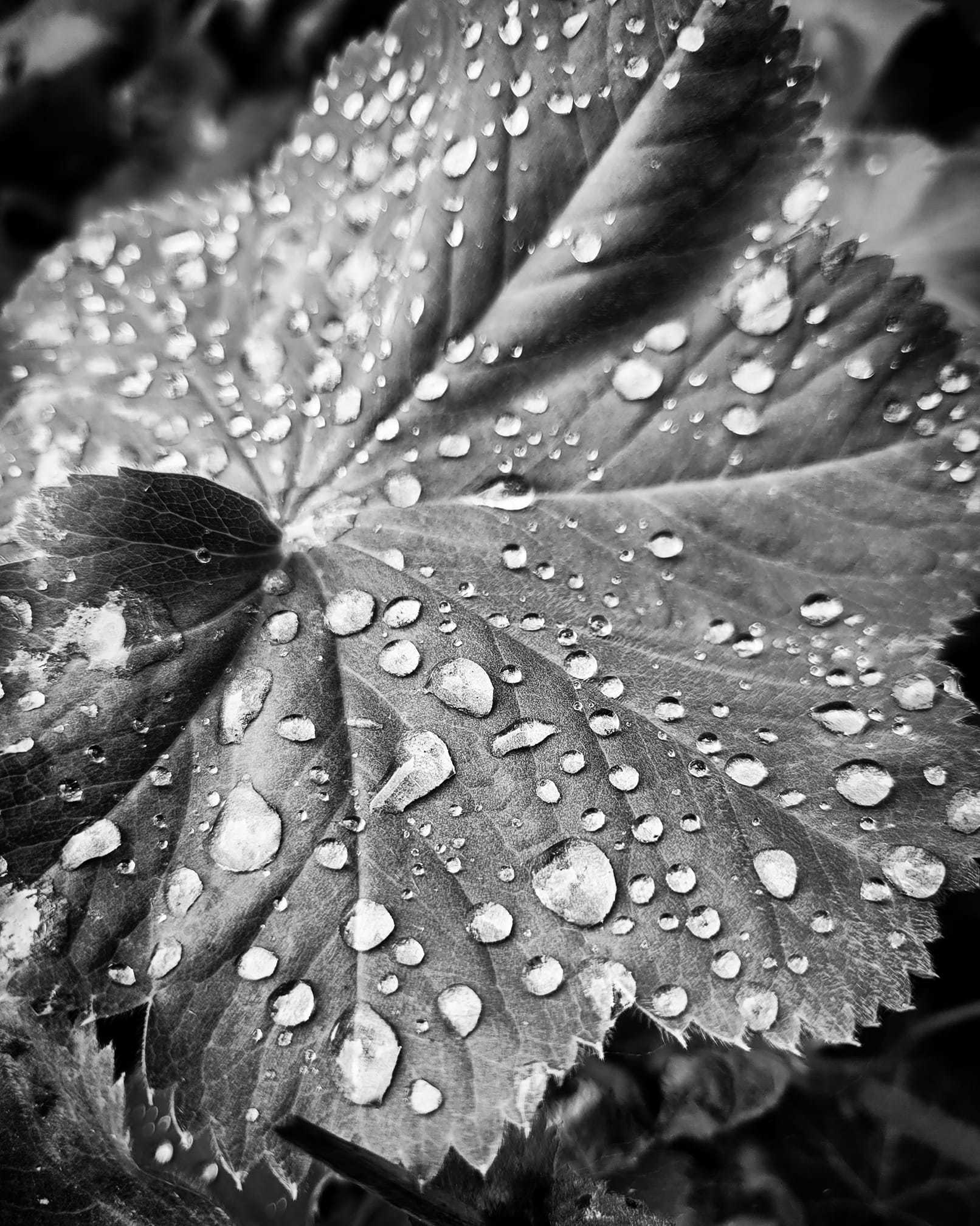 Raindrops on a leaf by Nicky Joyce