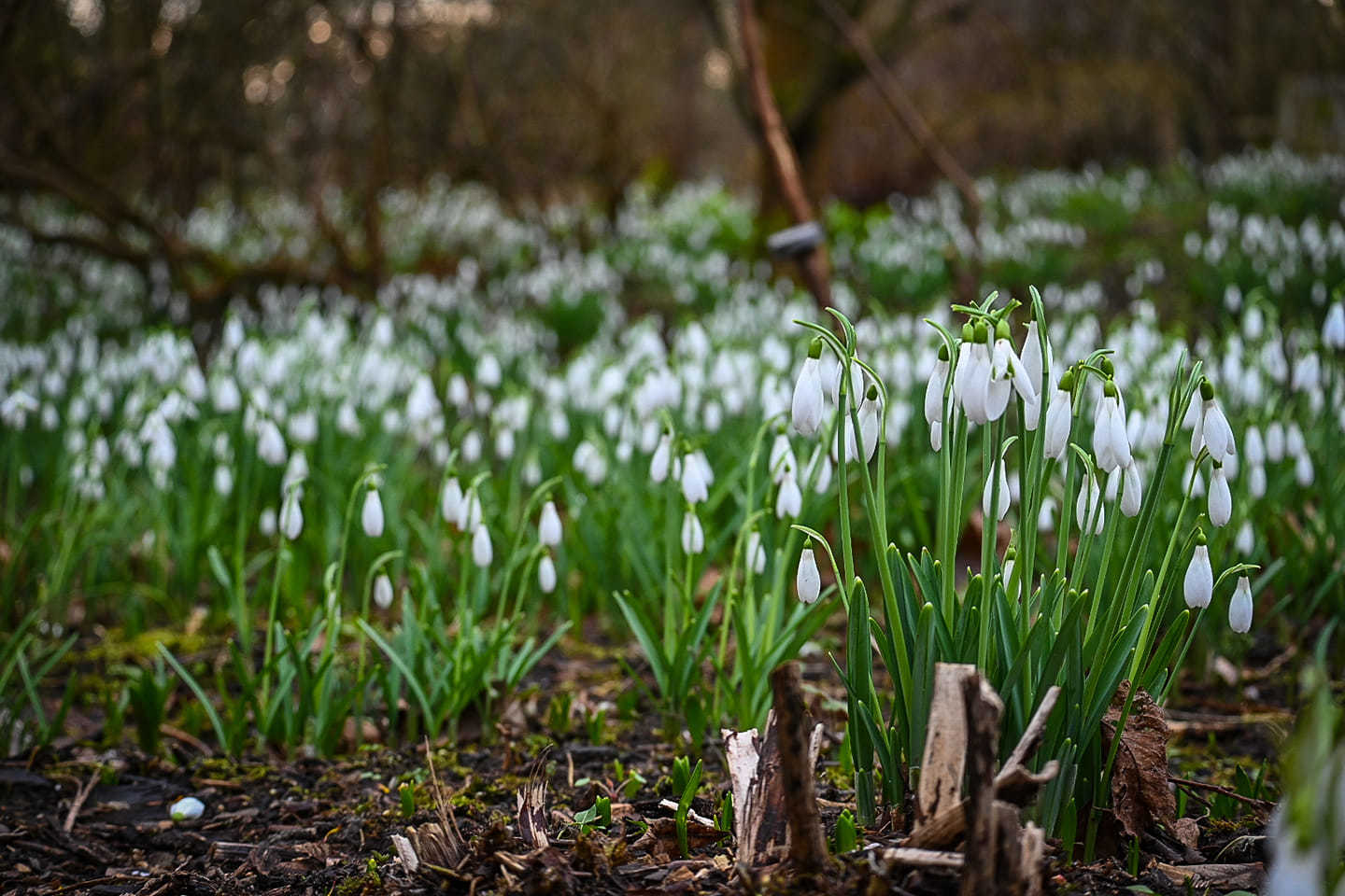 A sea of snowdrops in Ness Gardens by Laura Kennedy