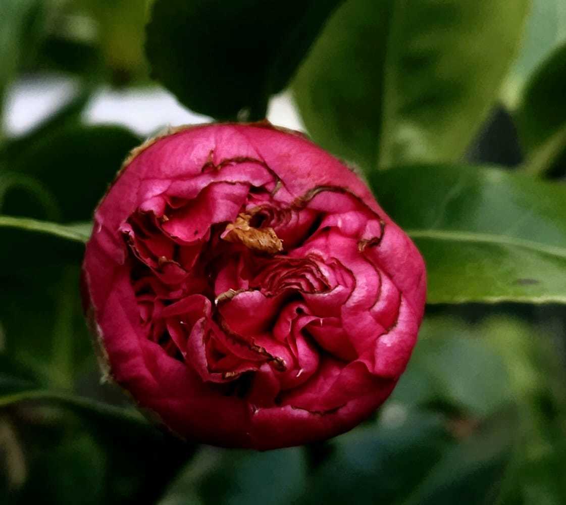 Budding camellia by Jane Leitch