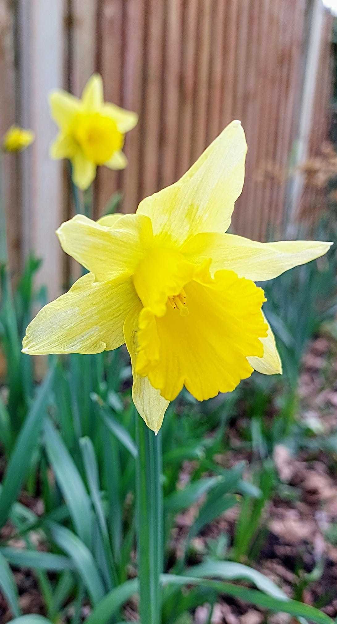 First daffodils by Julie Longshaw