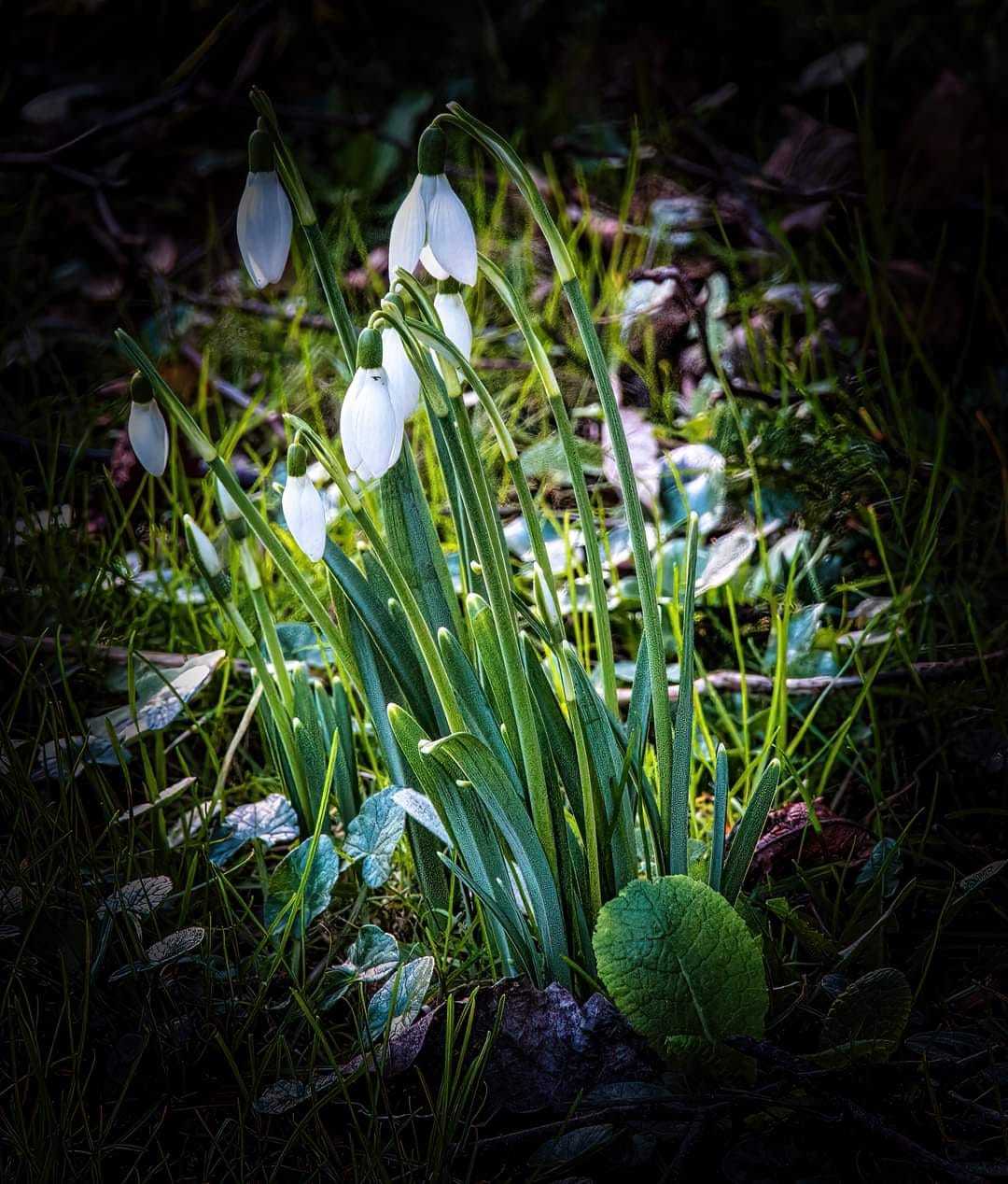Snowdrops in West Kirby by David Mansell