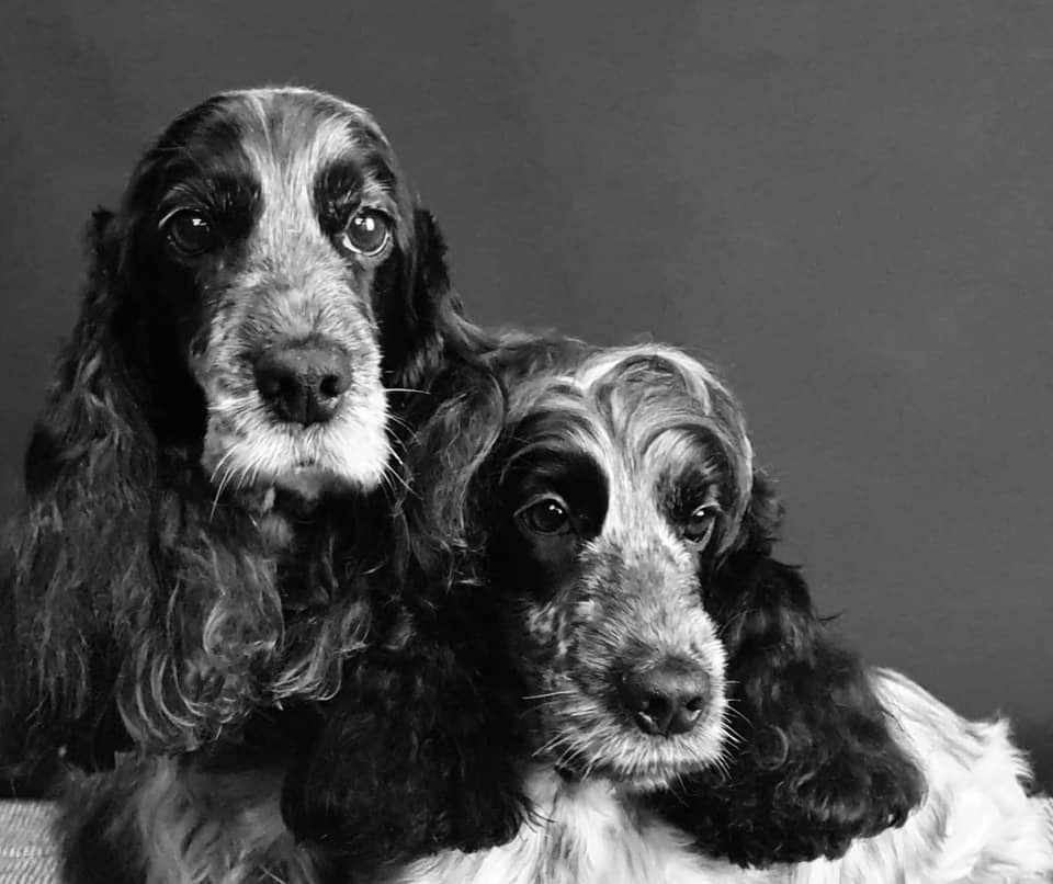 Millie and Cooper (Lisa Cotton)