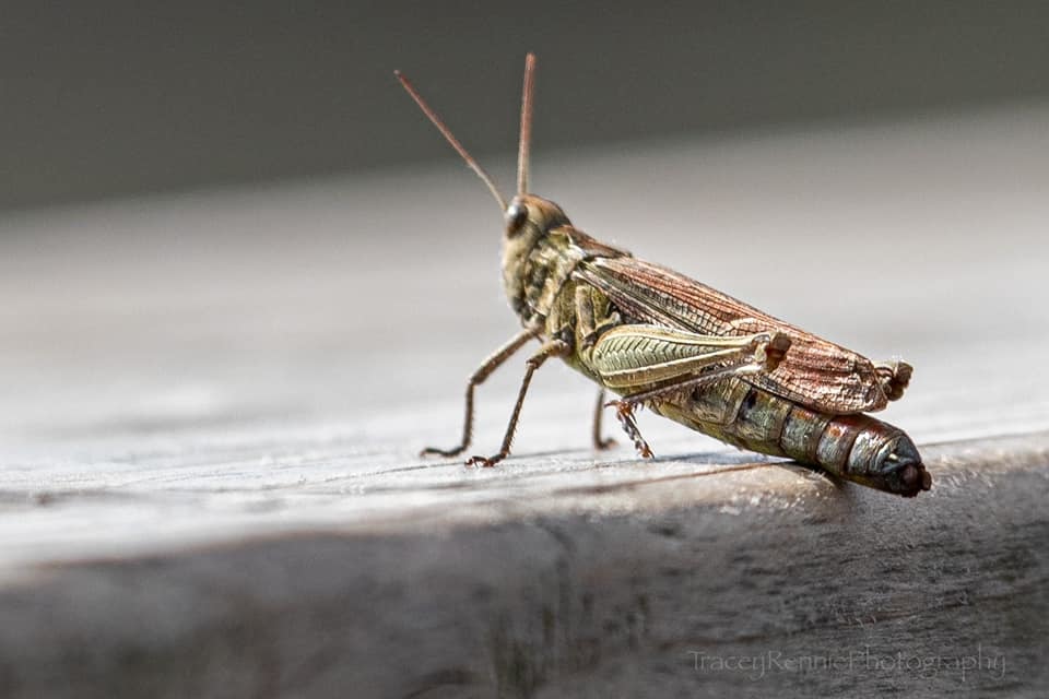 A chilling cricket by Tracey Rennie