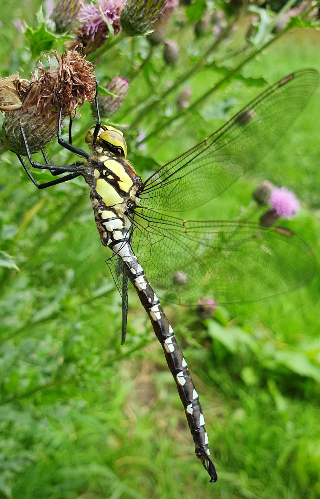 A dragonfly at Arrowe Park by Nigel Boots